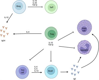 The clinical and immunological basis of early food introduction in food allergy prevention